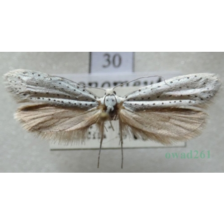 Yponomeuta evonymella (Linnaeus, 1758) Namiotnik czeremszaczek Czech30